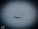 Great Crested Grebe - Perkoz Dwuczuby